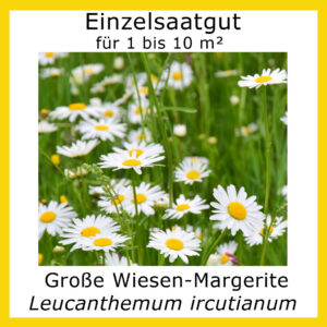 Produktbild der Großen Wiesen-Margerite zeigt ein blühendes Exemplar am Naturstandort