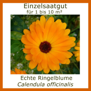 Produktbild der Ringelblume zeigt ein blühendes Exemplar am Naturstandort