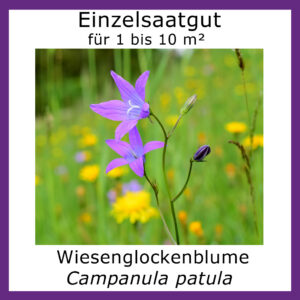 Produktbild der Wiesenglockenblume zeigt eine blühende Wiesenglockenblume am Naturstandort