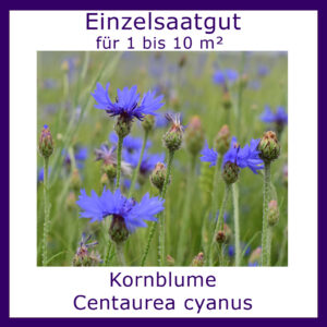 Produktbild der Kornblume zeigt die zarten, blauen Blüten am Naturstandort