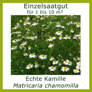 Produktbild der Kamille zeigt diese blühend am Naturstandort