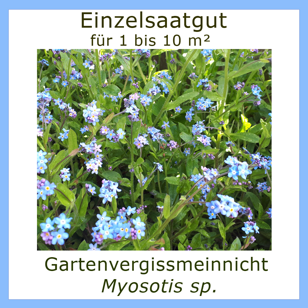 Produktbild des Vergissmeinnichts zeigt ein blühendes Exemplar am Naturstandort