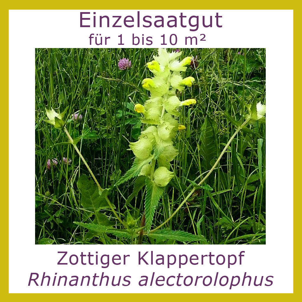 Produktbild des Zottigen Klappertopfes zeigt einen blühenden Klappertopf am Naturstandort