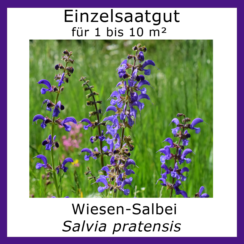 Produktbild des Wiesen Salbei zeigt diesen mit zarten blau lila Blüten am Naturstandort