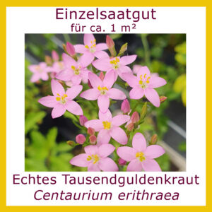 Echtes Tausendguldenkraut oder Centaurium erithraea rosa blühend