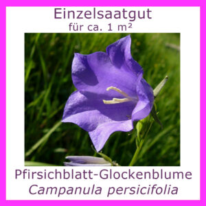 Das Bild Pfirsichblatt-Glockenblume oder Campanula persicifolia zeigt diese blühend als lila Hingucker in einer Wiese