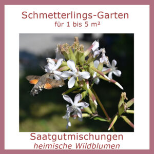 Die Saatgutmischung &bdquo;Schmetterlings-Garten&ldquo; f&uuml;r 1 bis 5 m&sup2; enth&auml;lt Wildblumen, die eine wertvolle Nahrungsquelle f&uuml;r viele Schmetterlingsarten bieten.