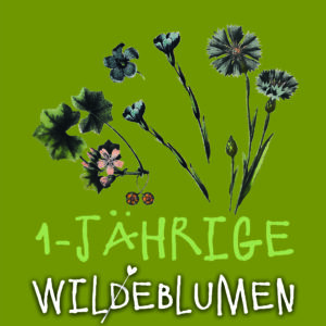 Auf dem Produktbild 1-jährige Wildblumen von Wilde Blumen sind drei enthaltene Arten abgebildet. Unter anderem Linum usitatissimum (Flachs).