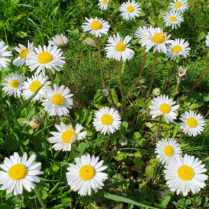 Auf dem Bild sind Auf dem Produktbild der Wilden Blumen sieht man die kleinen, wei&szlig;en Bl&uuml;ten des Bellis perennis oder G&auml;nsebl&uuml;mchens.