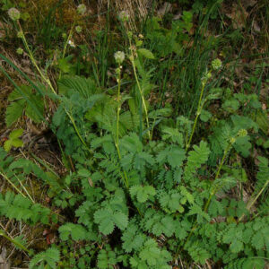 Der Sanguisorba minor oder Kleine Wiesenknopf t zu Beginn grüne blüten, die sich später rötlich färben