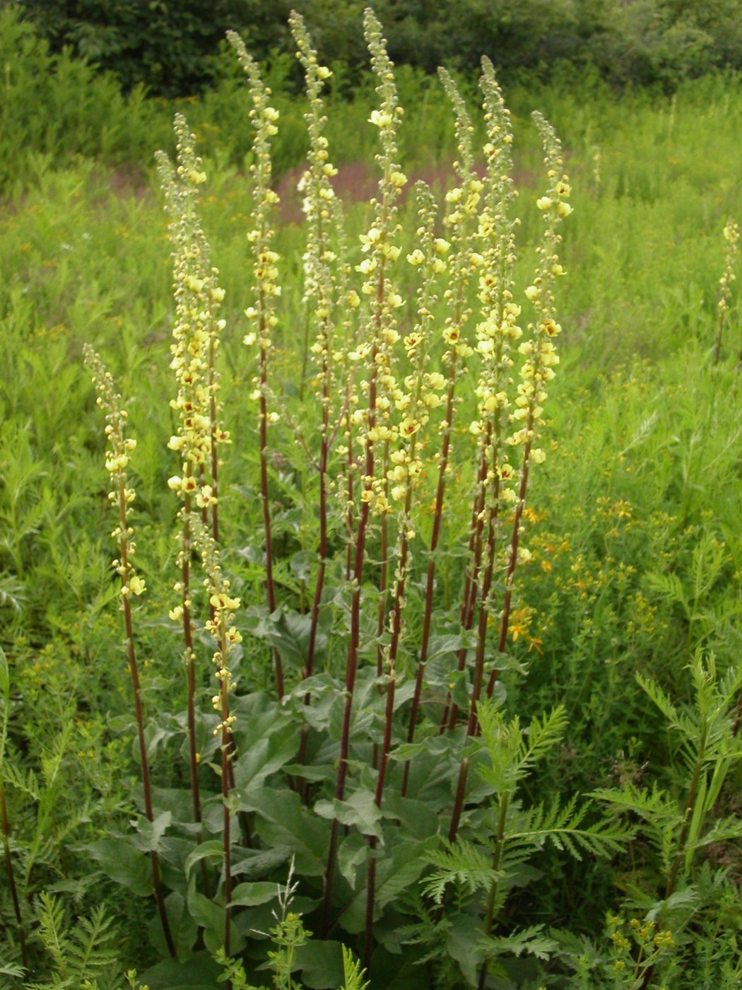Gelbe Blütenkerzen der Dunklen Königskerze (Verbascum nigrum) in einer Wiese
