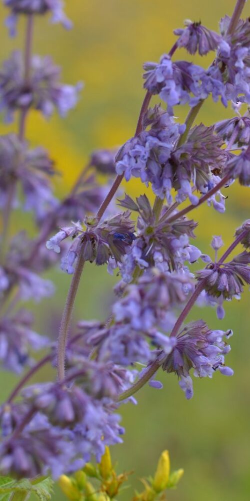 Violett blühender Quirlblatt-Salbei (Salvia verticillata) auf einer sonnigen Wiese