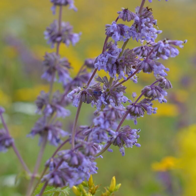 Violett blühender Quirlblatt-Salbei (Salvia verticillata) auf einer sonnigen Wiese