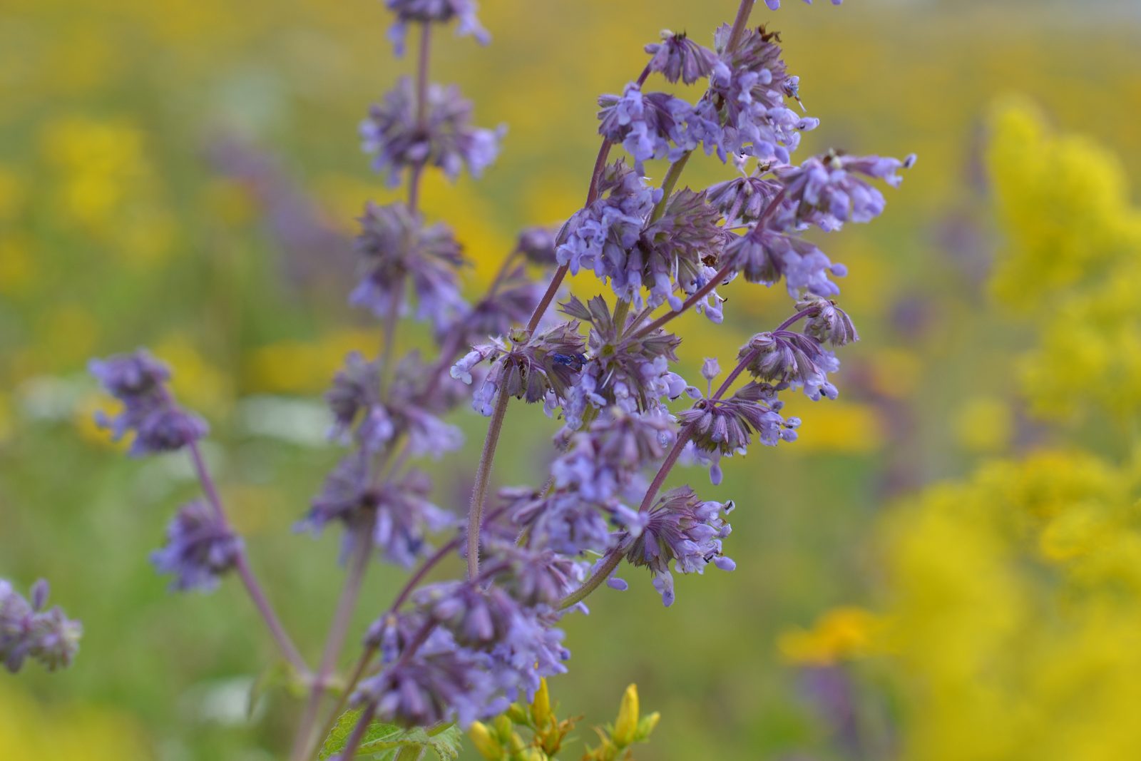 Violett blühender Quirlblatt-Salbei (Salvia verticillata) auf einer sonnigen Wiese