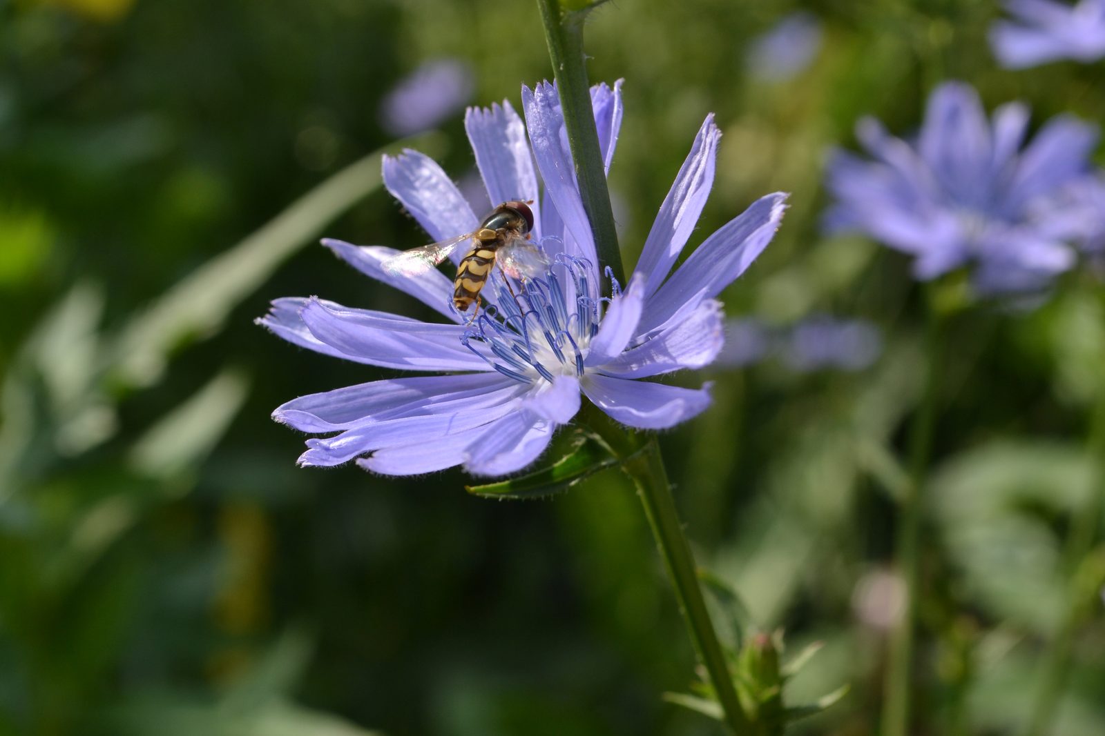 Hellblaue Blüte der Wegwarte (Cichorium intybus) mit einer Schwebfliege