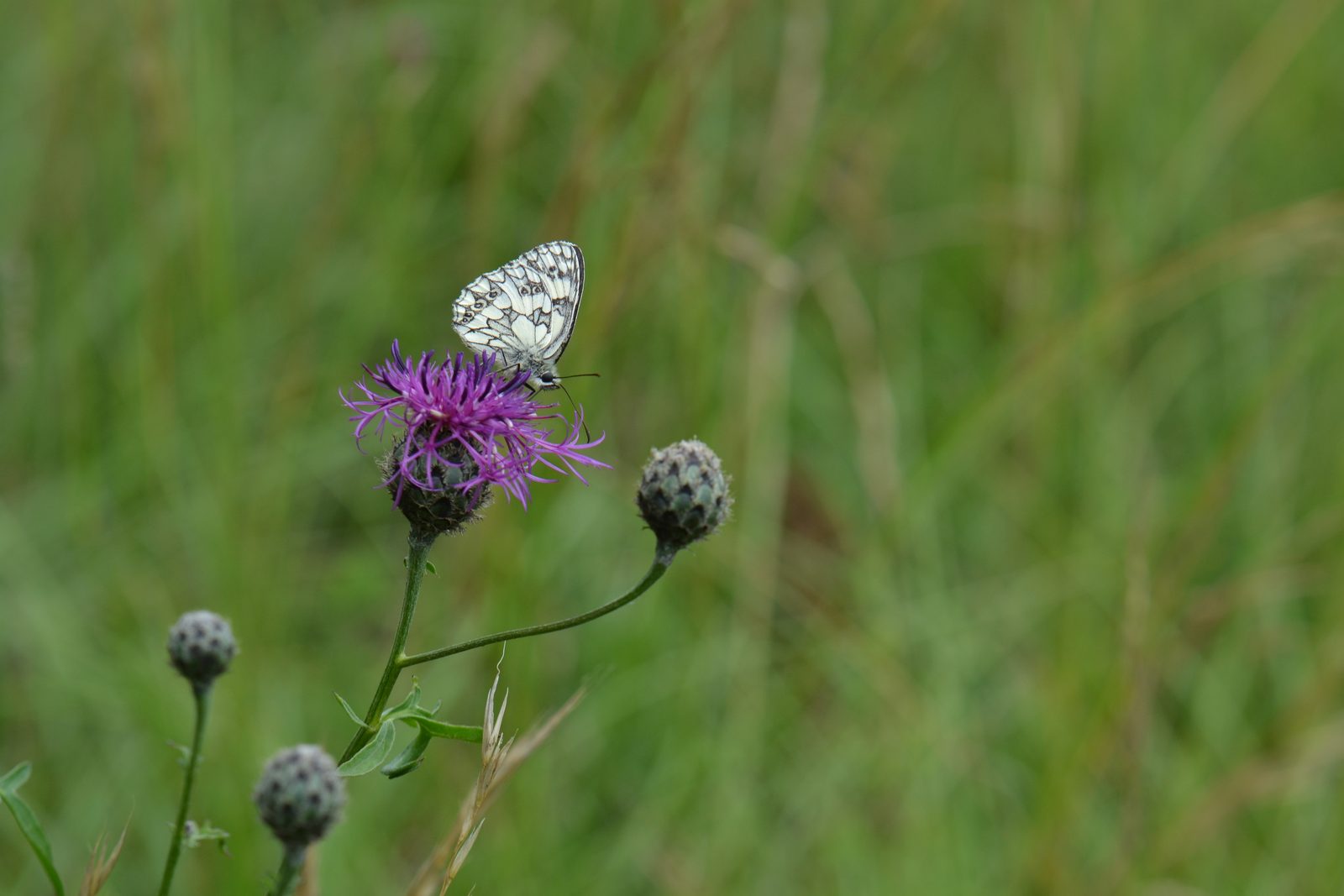 Schachbrettfalter auf der violetten Blüte einer Wiesen-Flockenblume (Centaurea jacea)