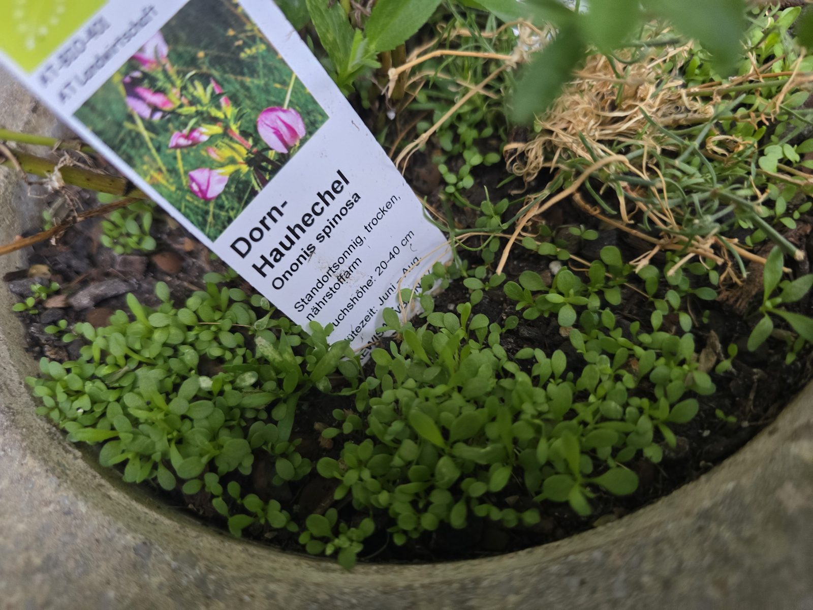 Wenige Millimeter große Wildblumen-Keimlinge in einem Pflanzgefäß nach der Herbstaussaat