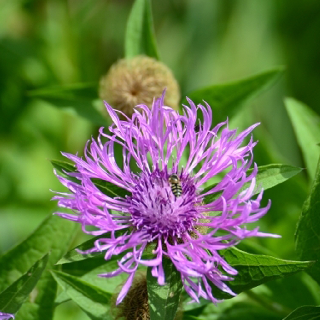Perücken-Flockenblume (Centaurea pseudophrygia) Lila blühende Perücken-Flockenblume