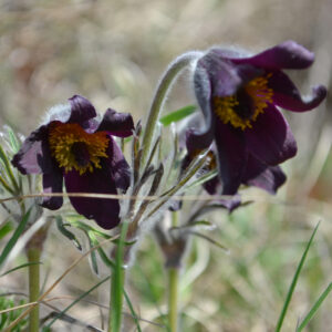Blüten der Schwarzen-Küchenschelle