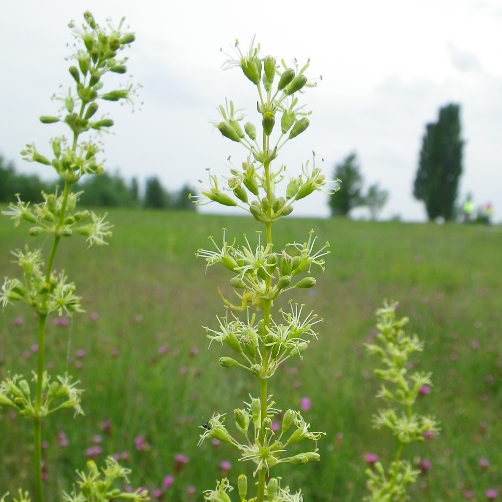 Ohrlöffel-Leimkraut (Silene odites) Blütenstand des Ohrlöffel-Leimkrauts