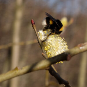 Blühende Salweide mit Hummel