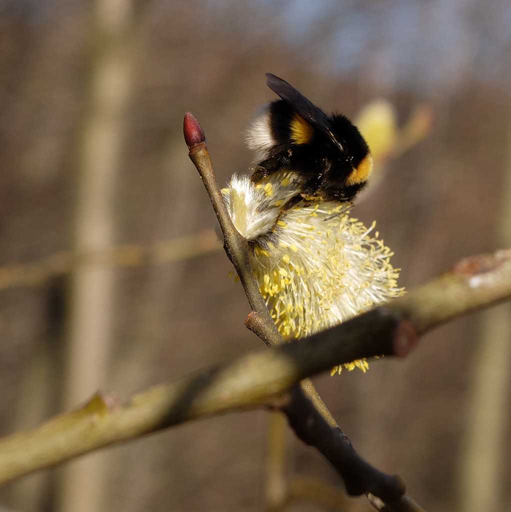 Salweide (Salix caprea) Blühende Salweide mit Hummel